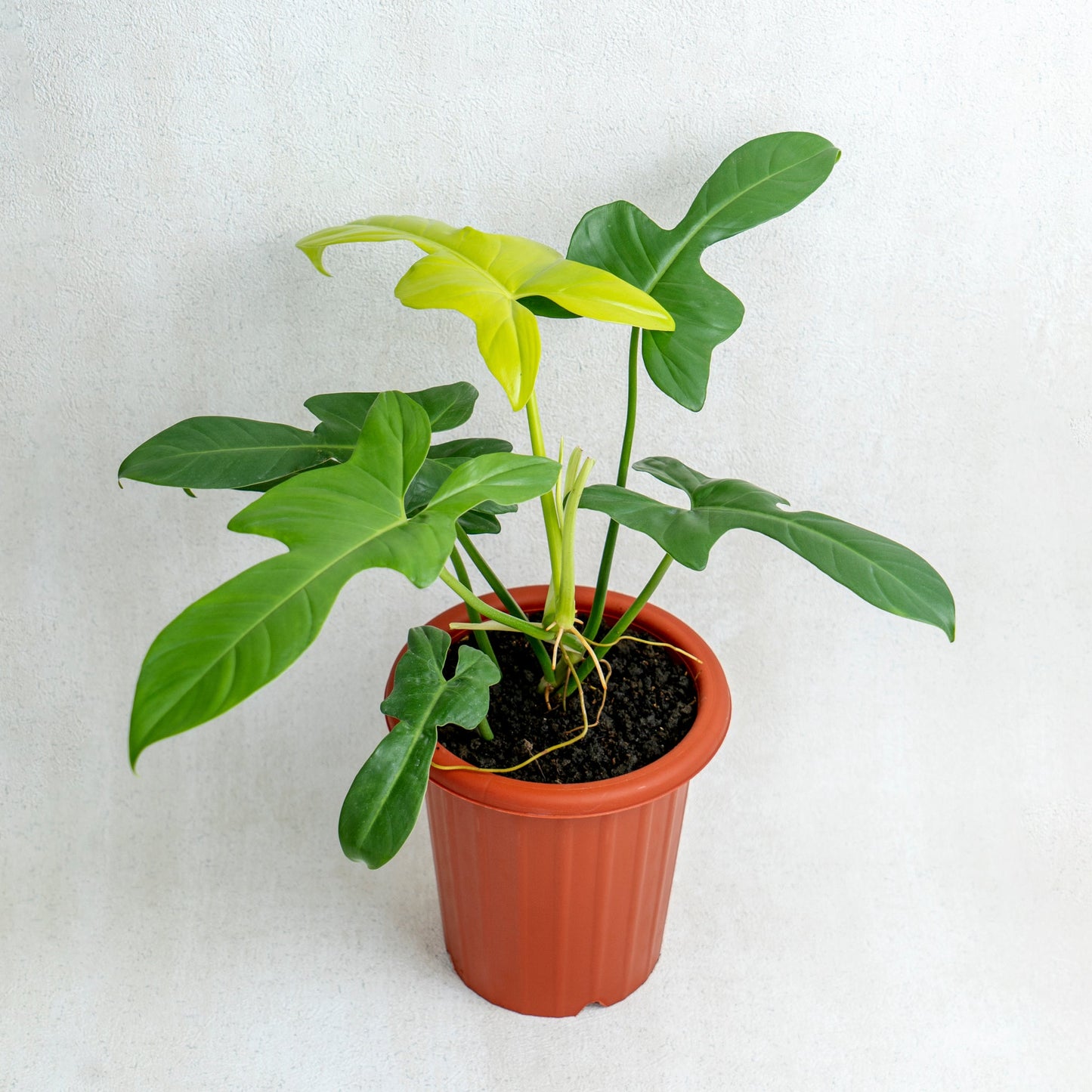 Philodendron Bipennifolium Aurea - Indonesian Rare Plants