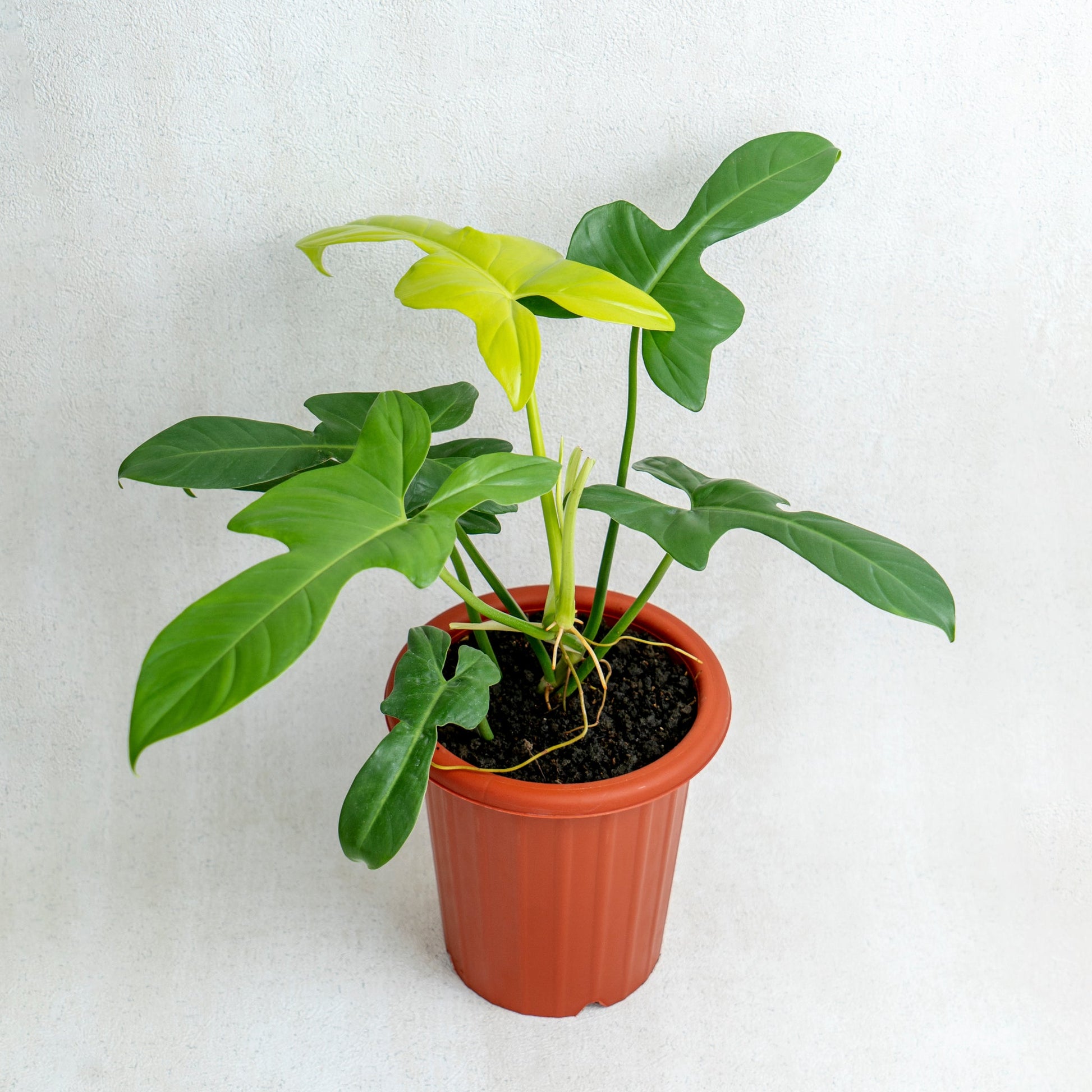 Philodendron Bipennifolium Aurea - Indonesian Rare Plants