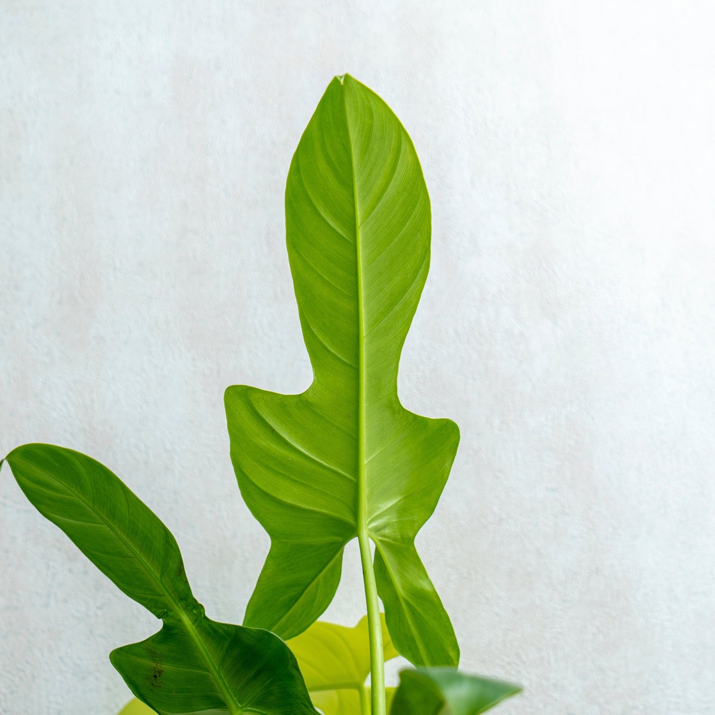 Philodendron Bipennifolium Aurea