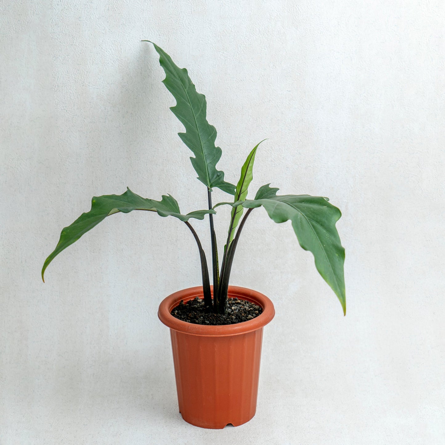 Alocasia Lauterbaciana - Indonesian Rare Plants