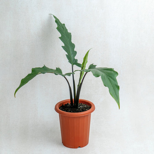 Alocasia Lauterbaciana - Indonesian Rare Plants