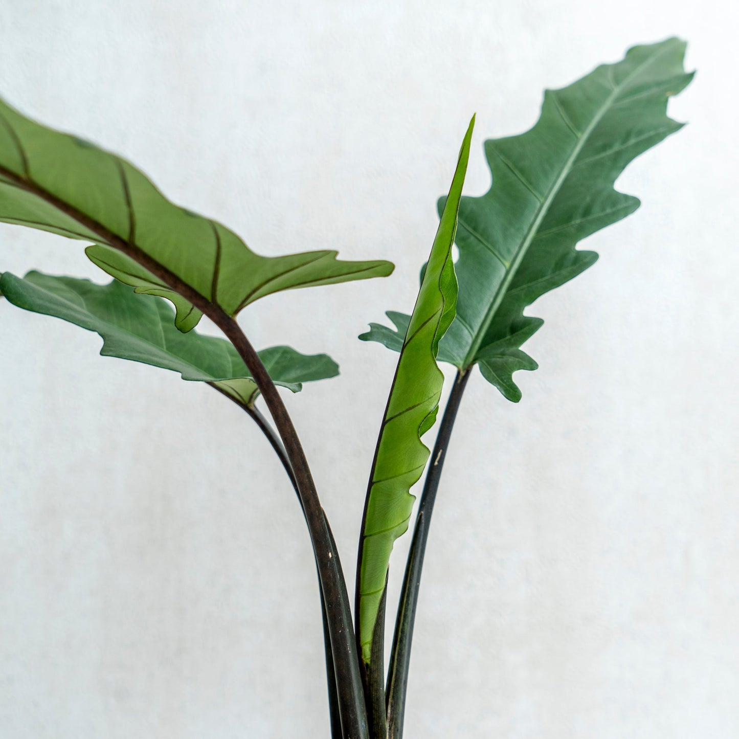 Alocasia Lauterbaciana