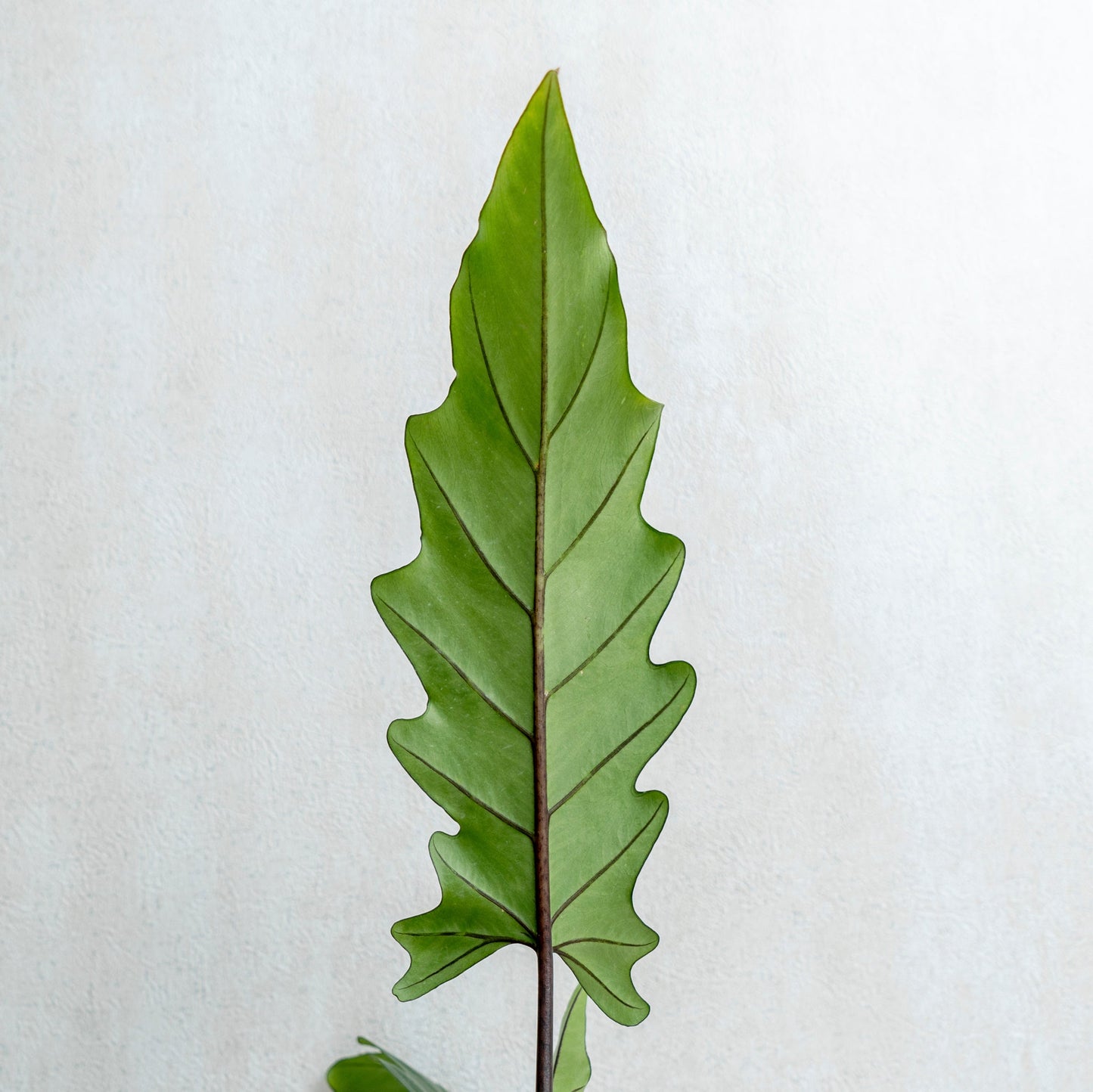 Alocasia Lauterbaciana