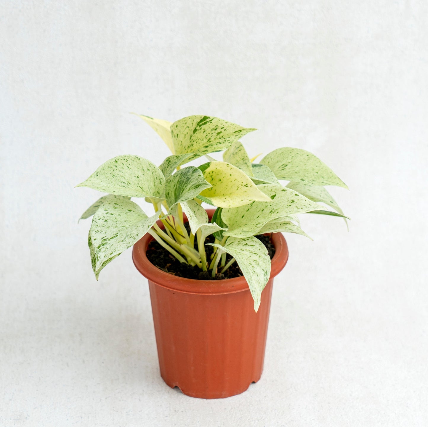 Epipremnum Pinnatum Marble Queen - Indonesian Rare Plants