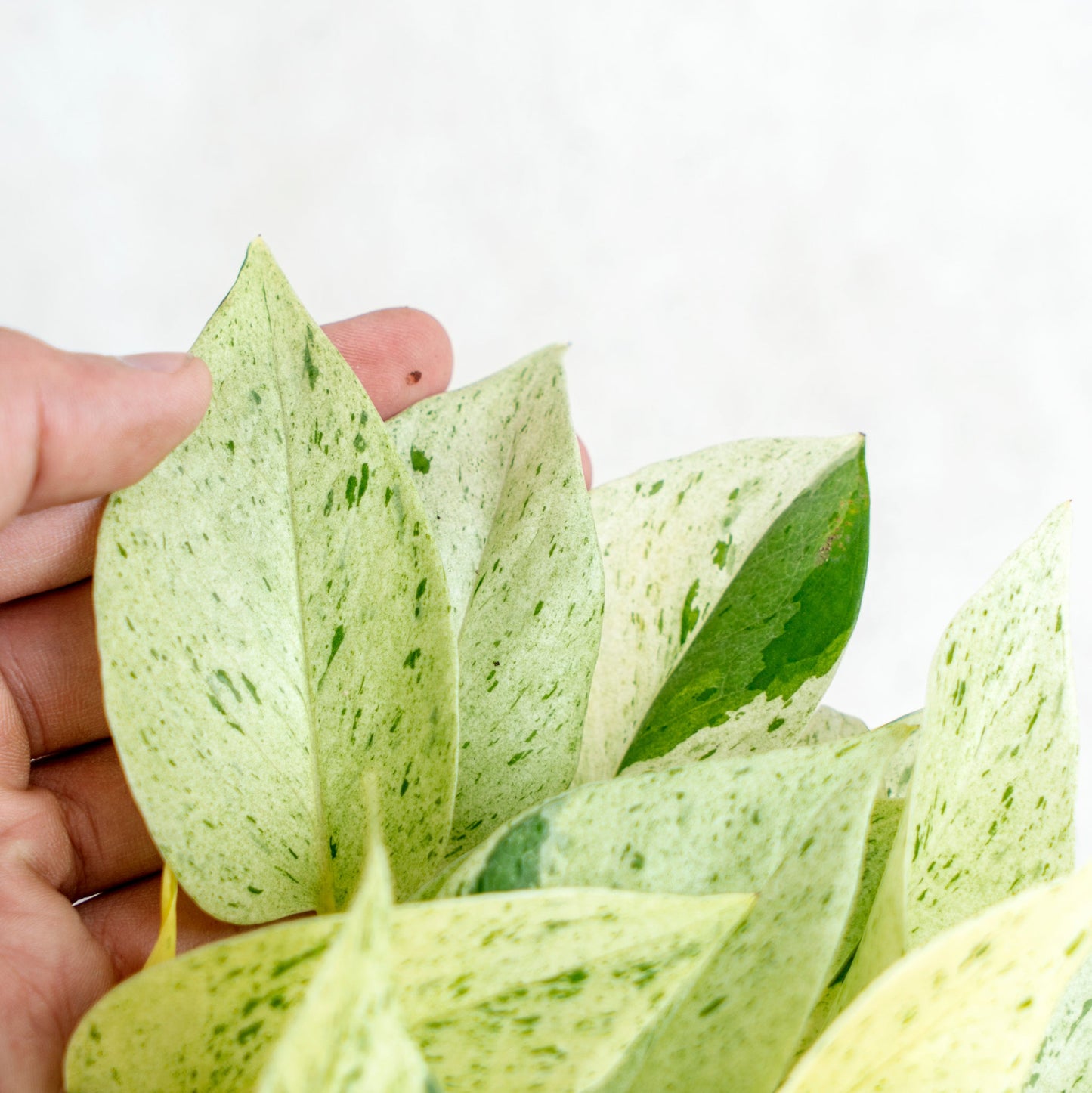 Epipremnum Pinnatum Marble Queen