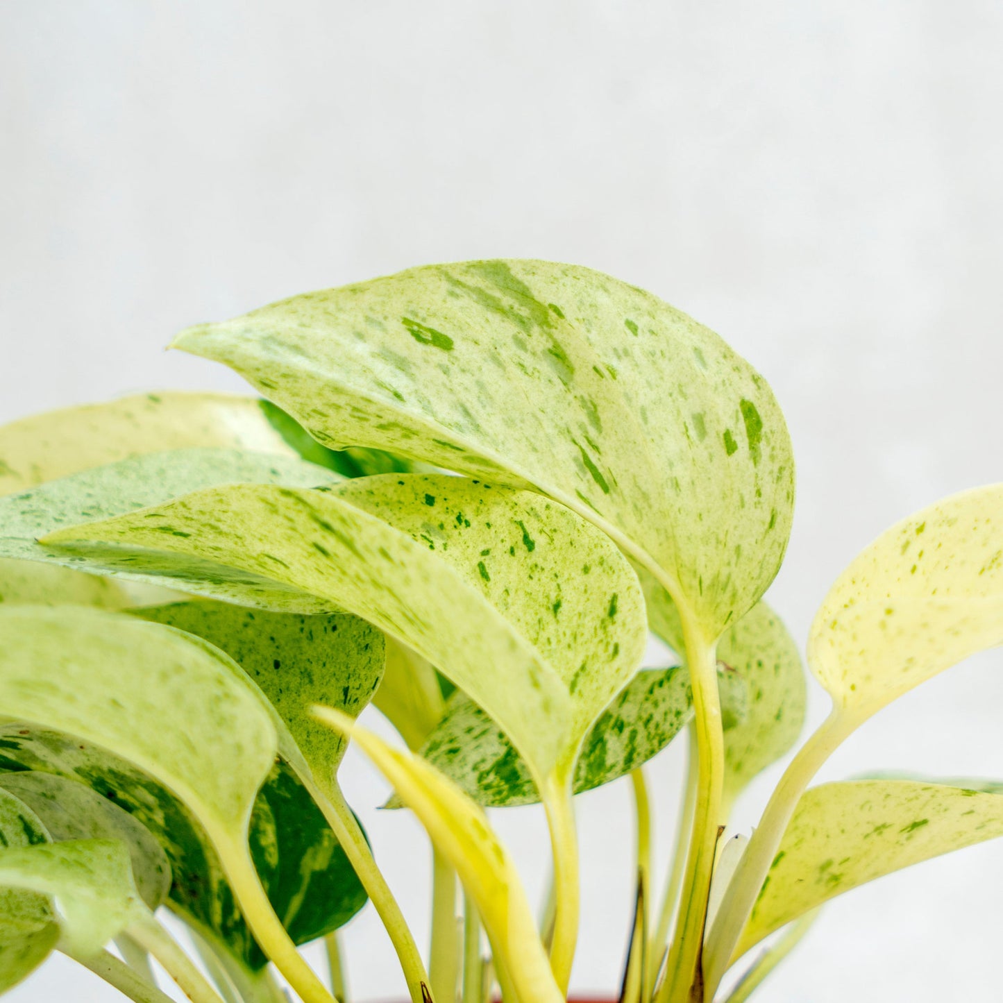 Epipremnum Pinnatum Marble Queen