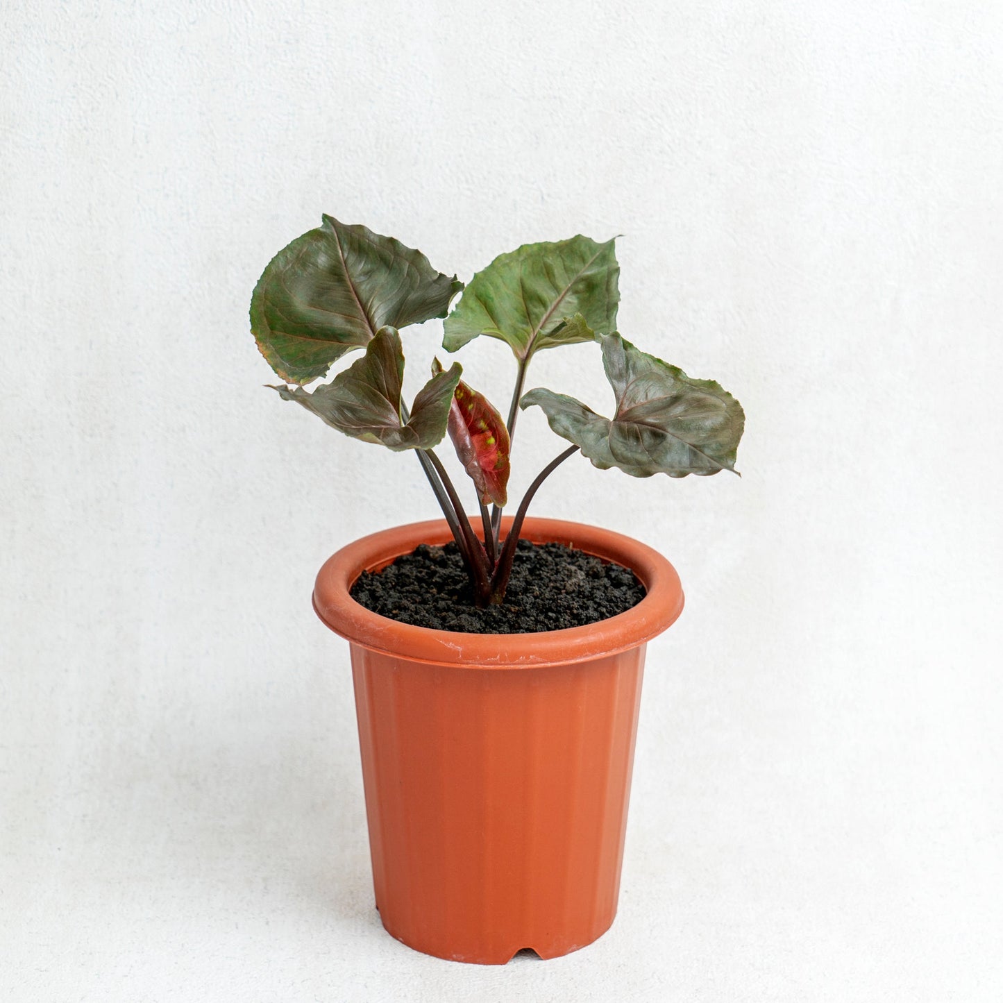 Syngonium Maria - Indonesian Rare Plants