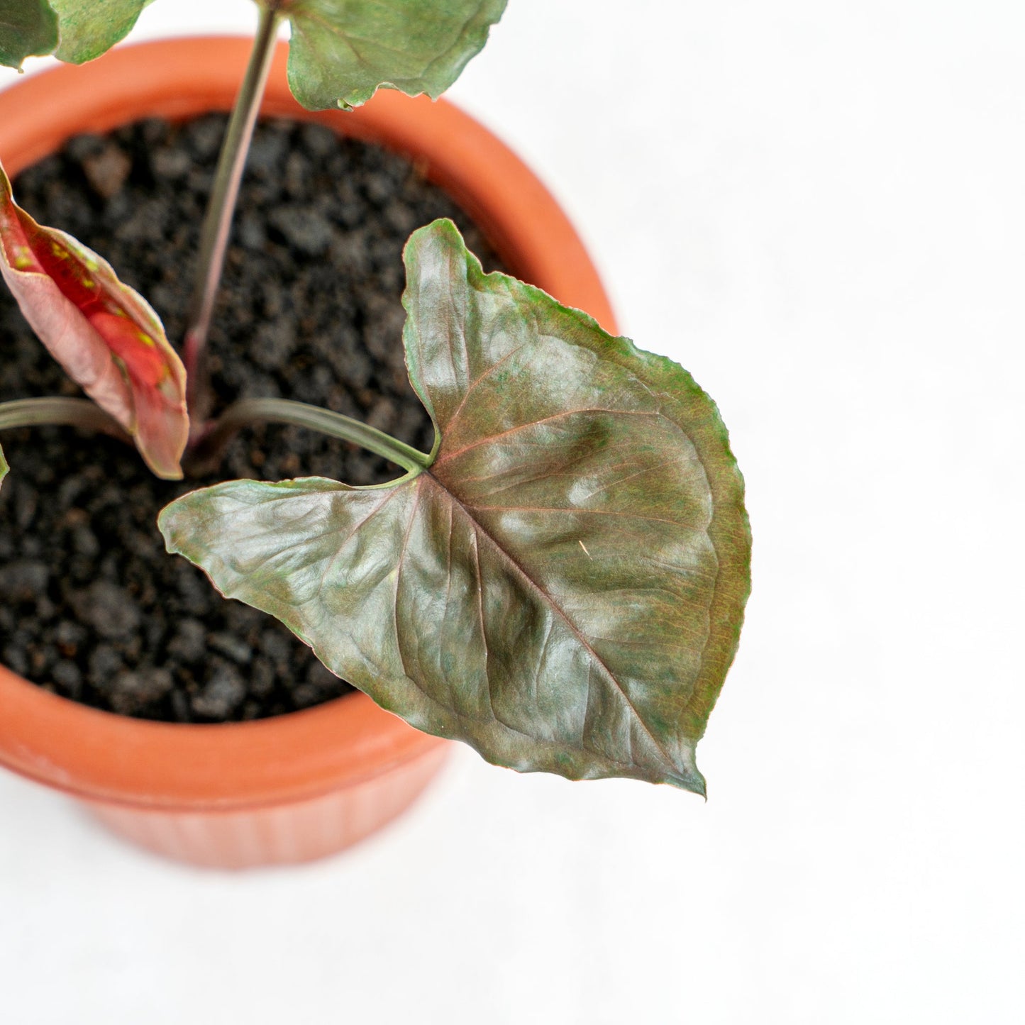 Syngonium Maria