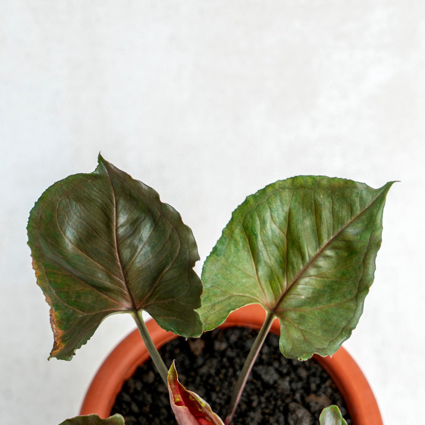 Syngonium Maria