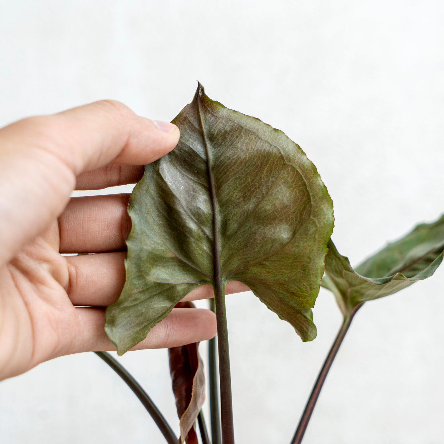 Syngonium Maria