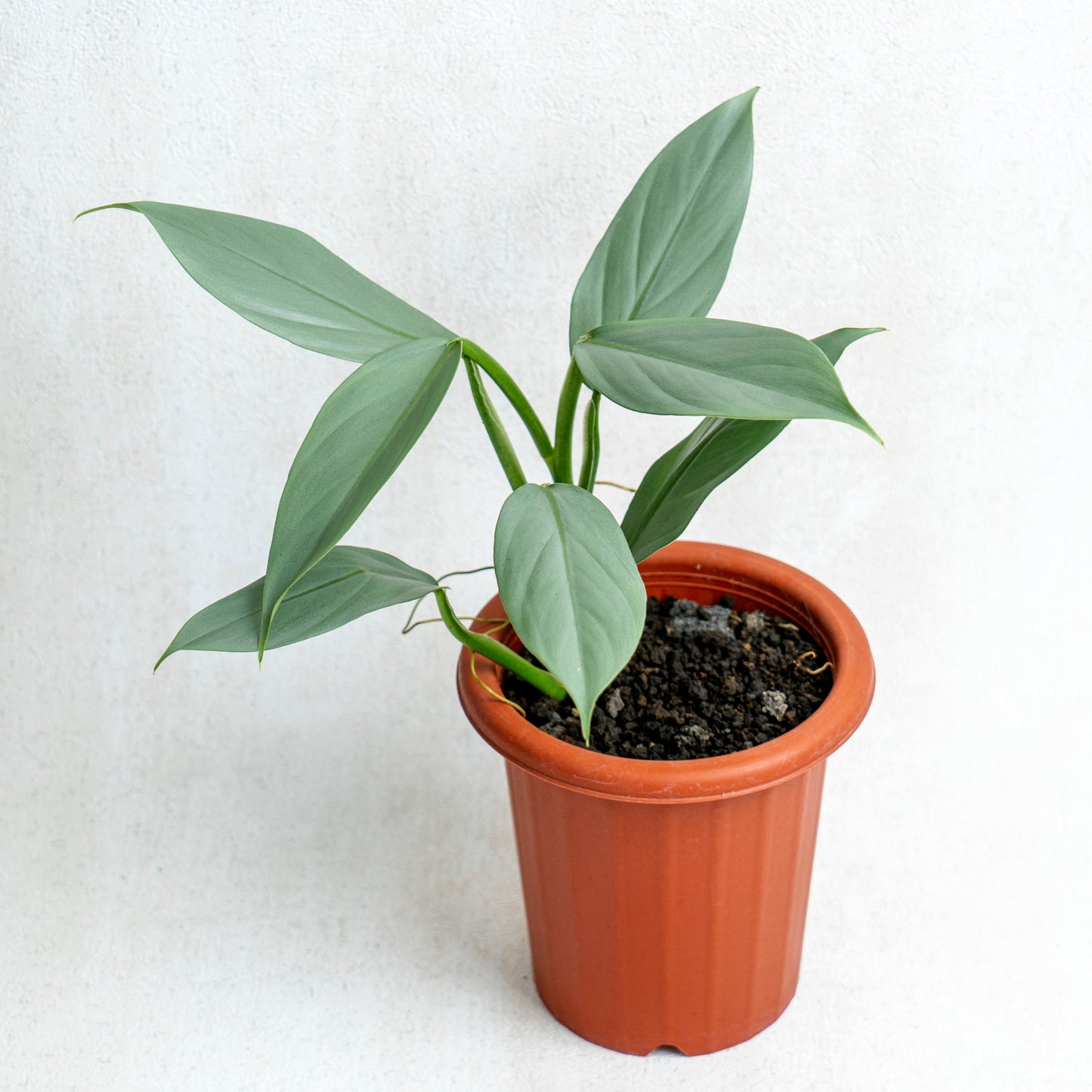 Philodendron Hastatum - Silver Sword - Indonesian Rare Plants