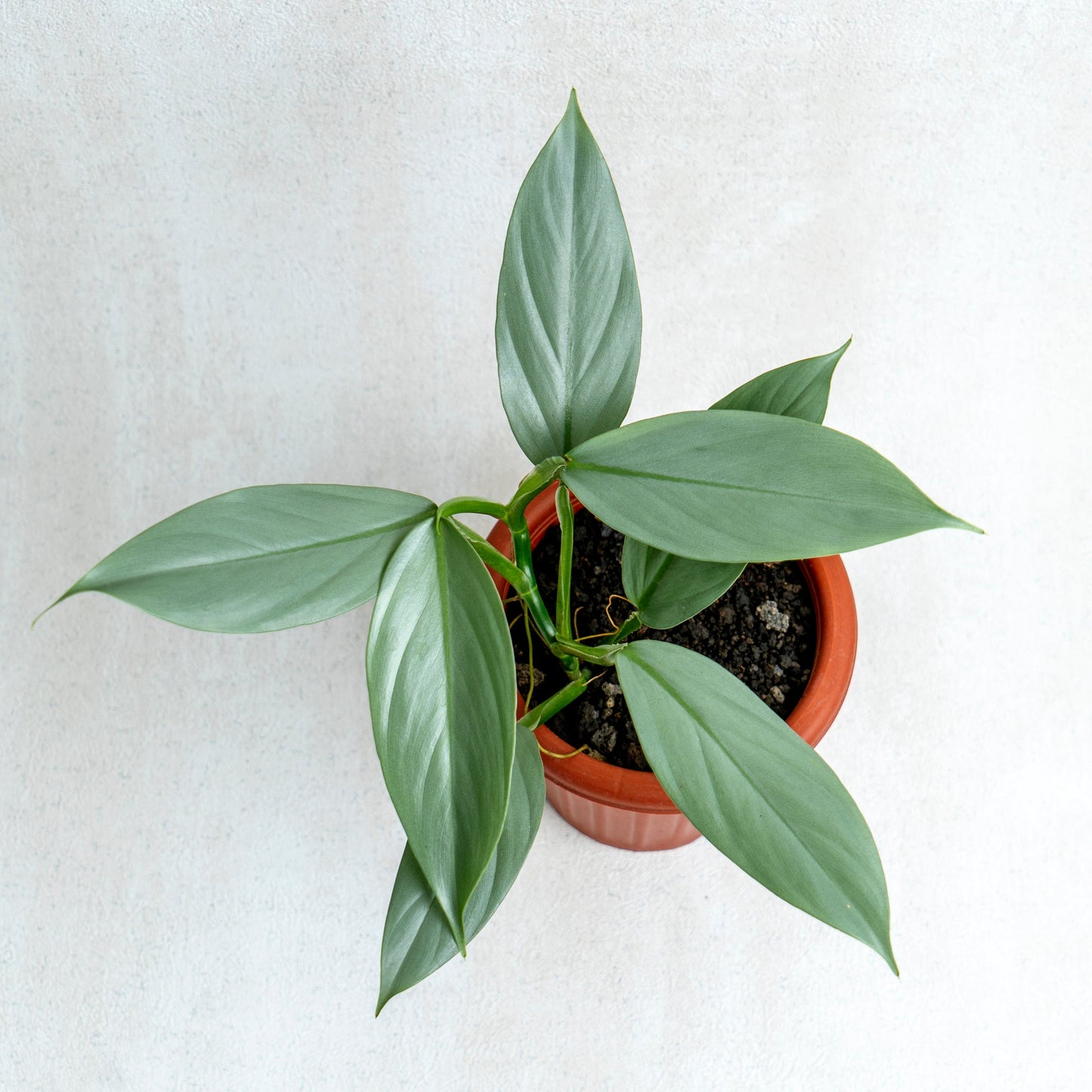 Philodendron Hastatum - Silver Sword