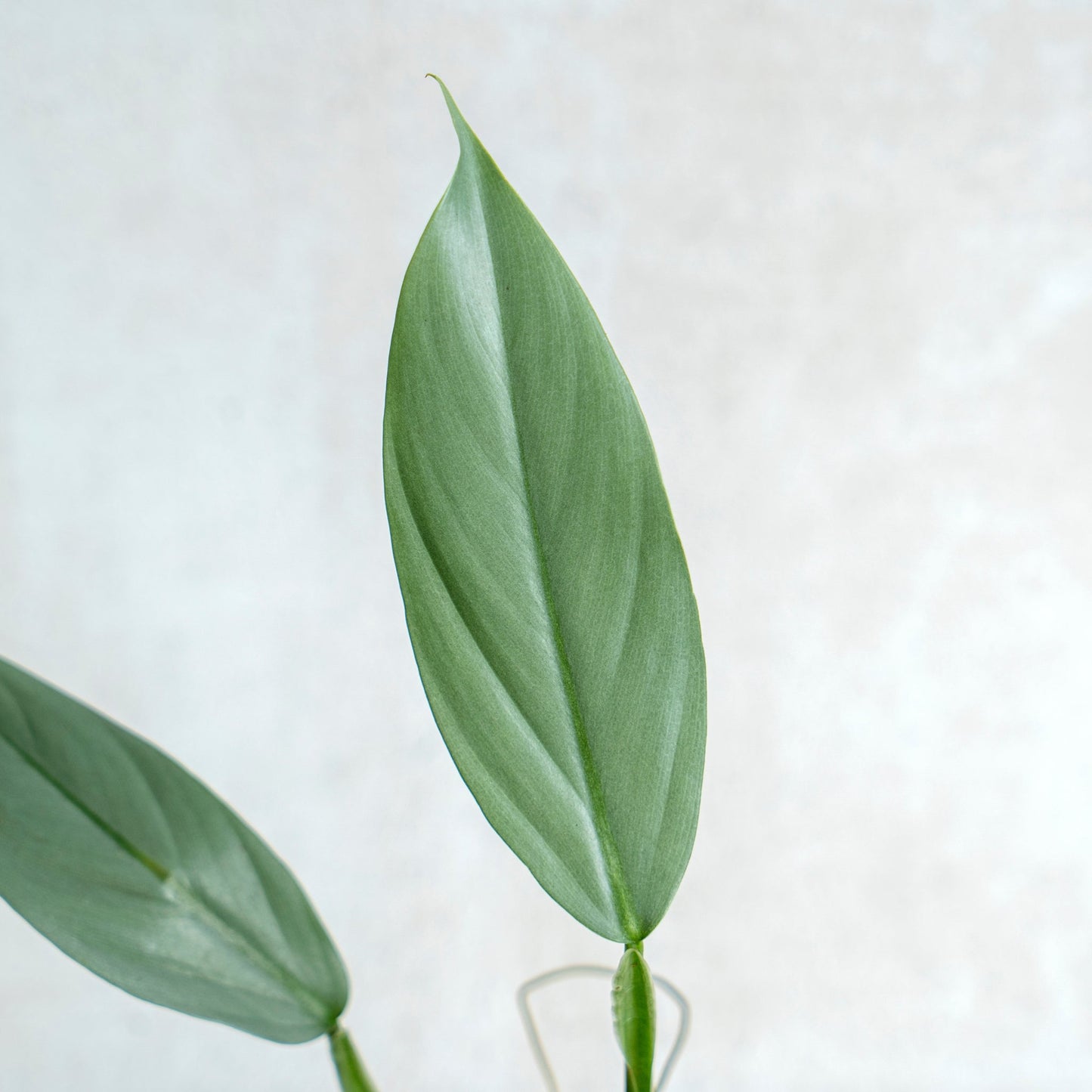 Philodendron Hastatum - Silver Sword