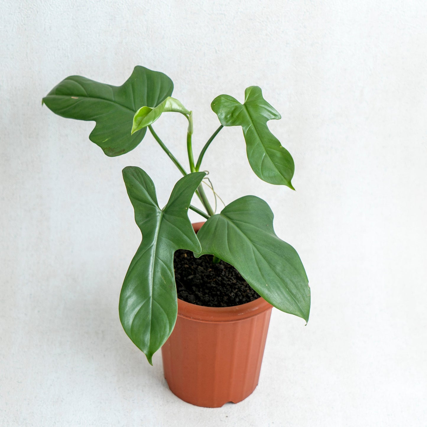 Philodendron Bipennifolium