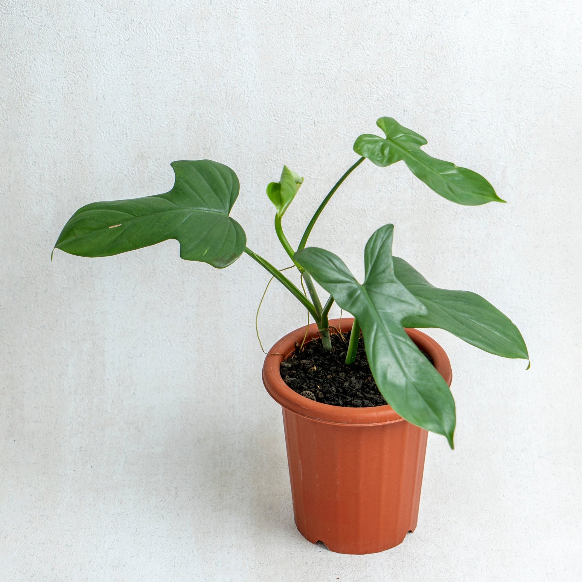 Philodendron Bipennifolium - Indonesian Rare Plants
