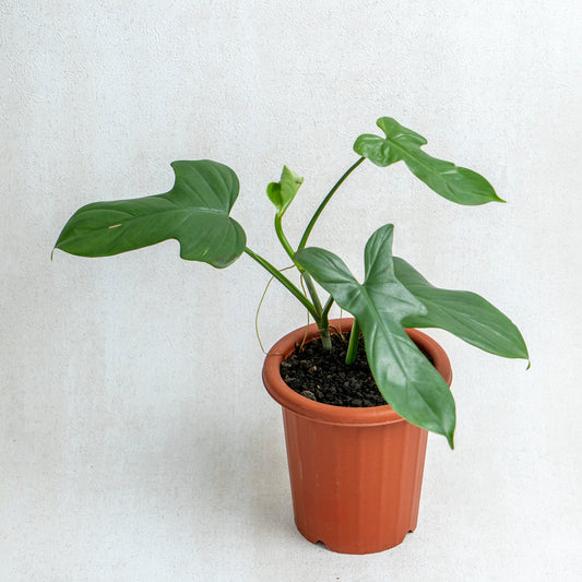 Philodendron Bipennifolium - Indonesian Rare Plants