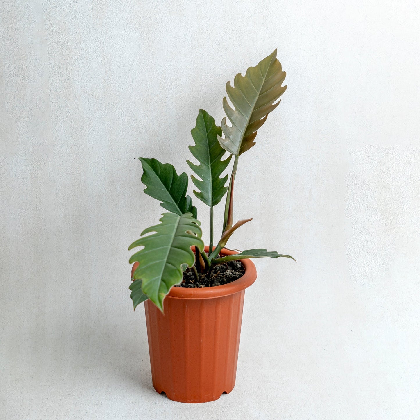 Philodendron Crocodile - Indonesian Rare Plants