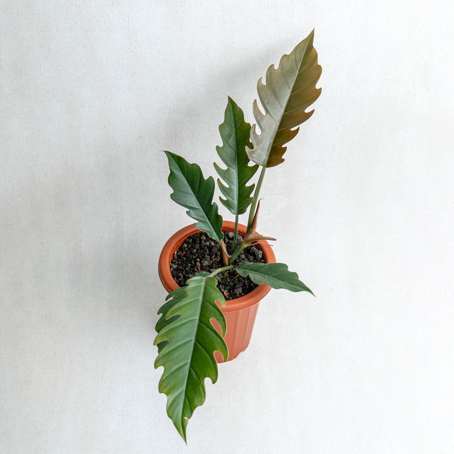 Philodendron Crocodile