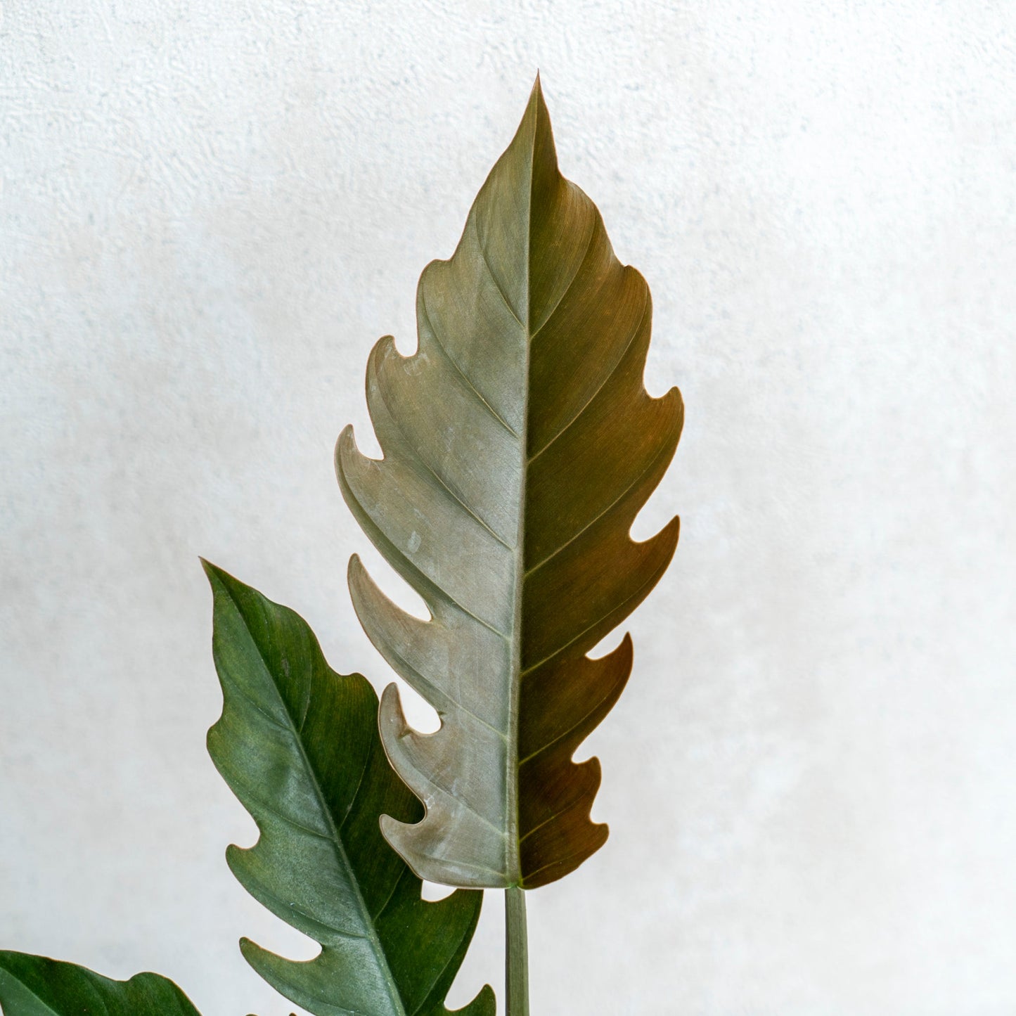 Philodendron Crocodile