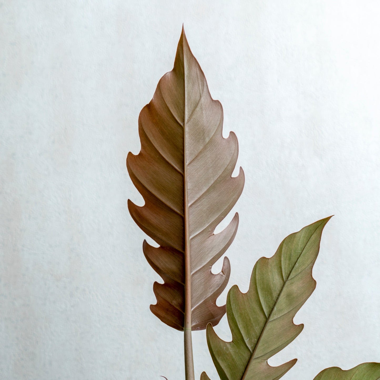 Philodendron Crocodile