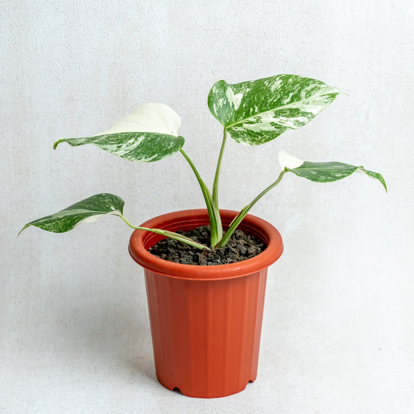 Monstera Albo Variegated - Indonesian Rare Plants