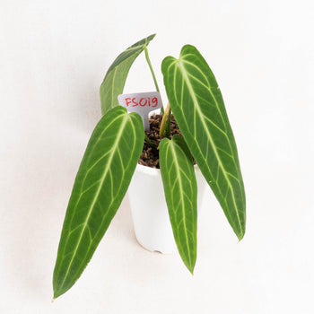 Anthurium Warocqueanum Big Size - Indonesian Rare Plants