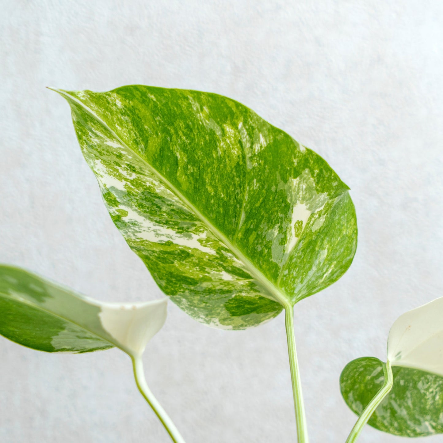 Monstera Albo Variegated