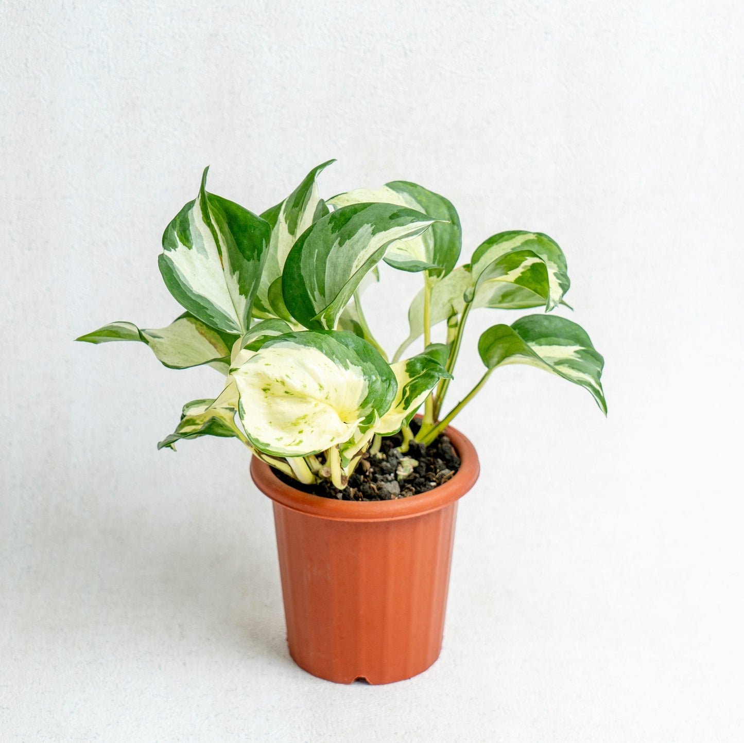Epipremnum Pinnatum Manjula - Indonesian Rare Plants