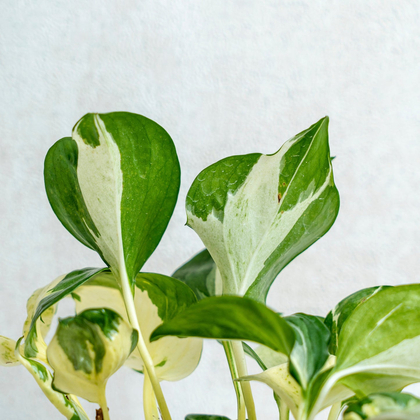 Epipremnum Pinnatum Manjula