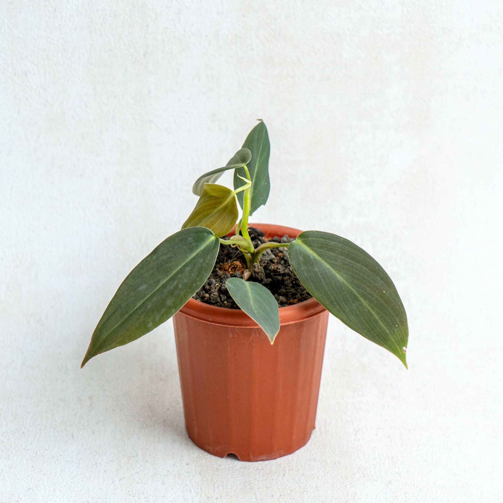 Philodendron Gigas - Indonesian Rare Plants