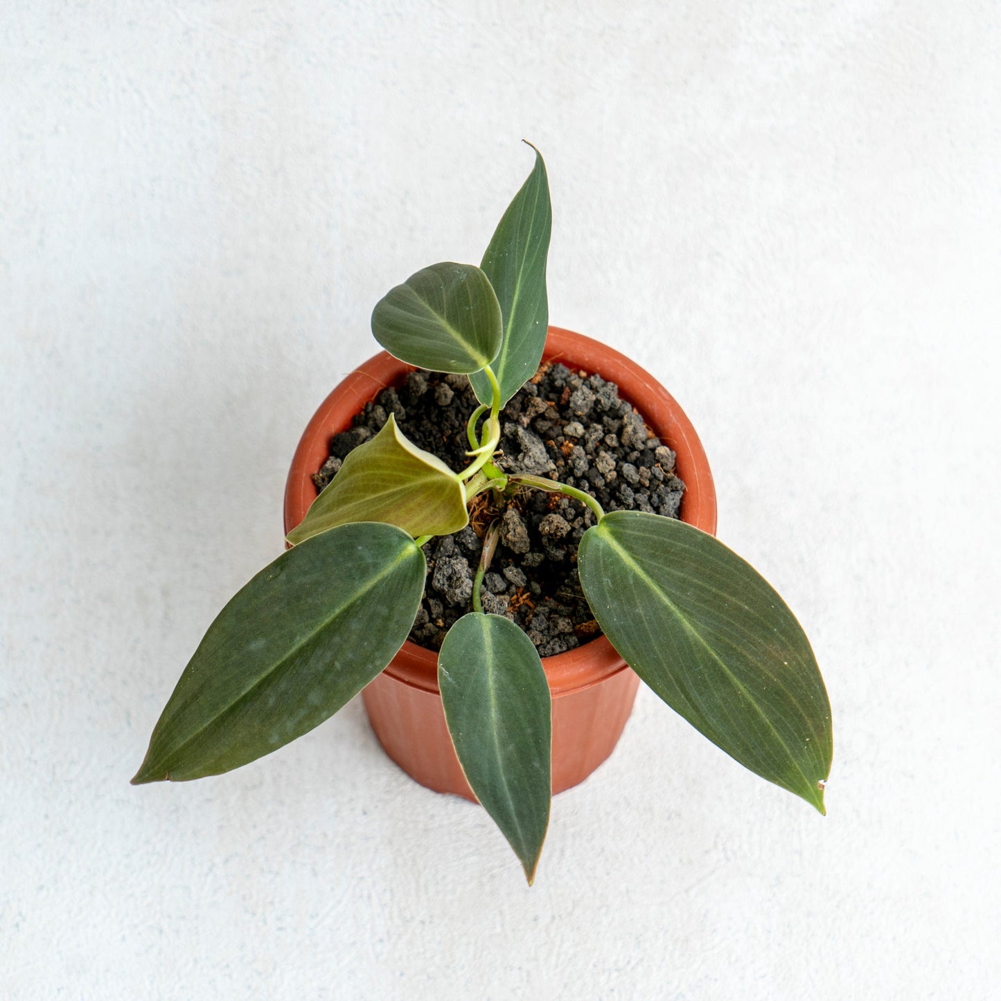 Philodendron Gigas