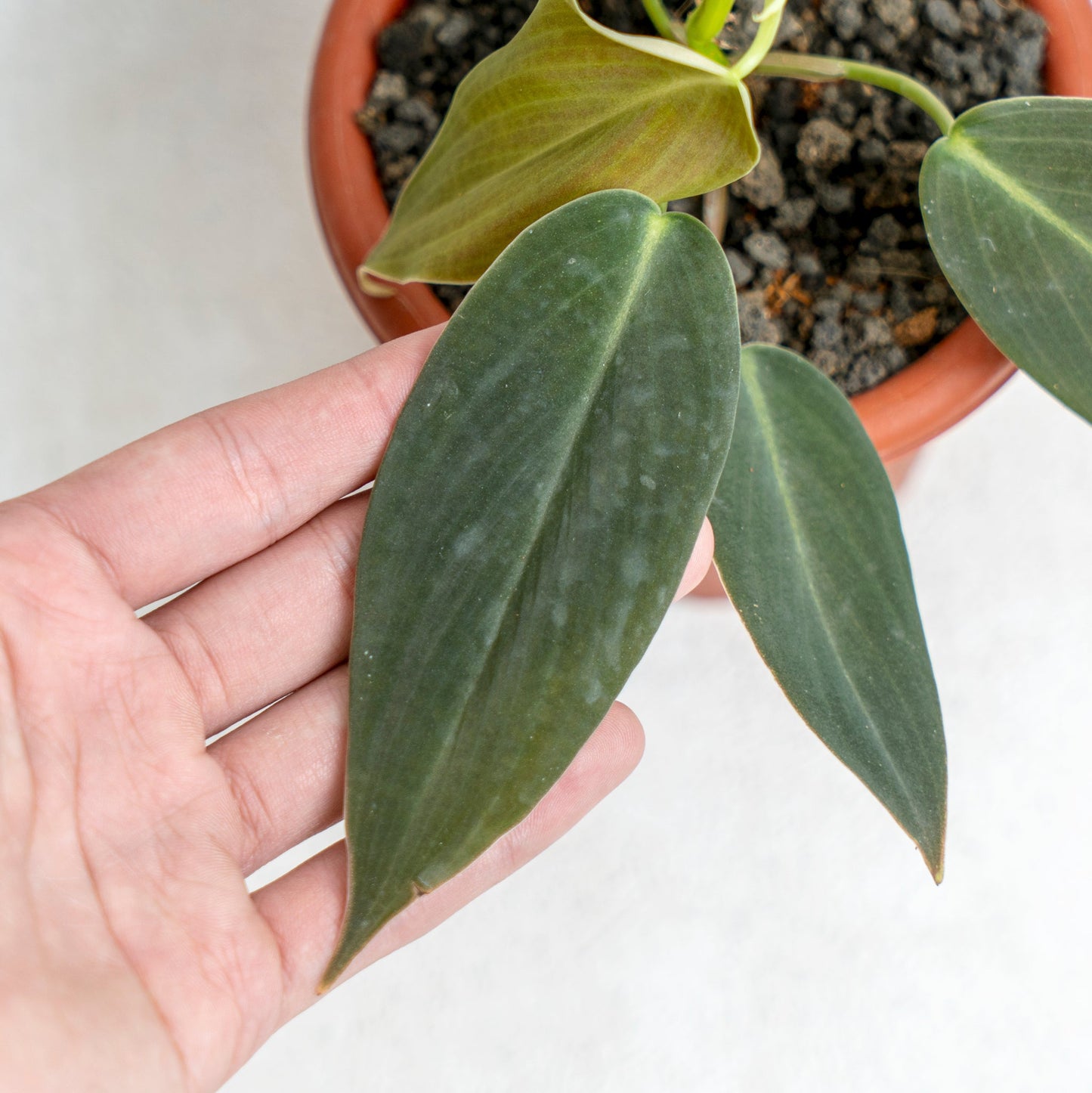 Philodendron Gigas