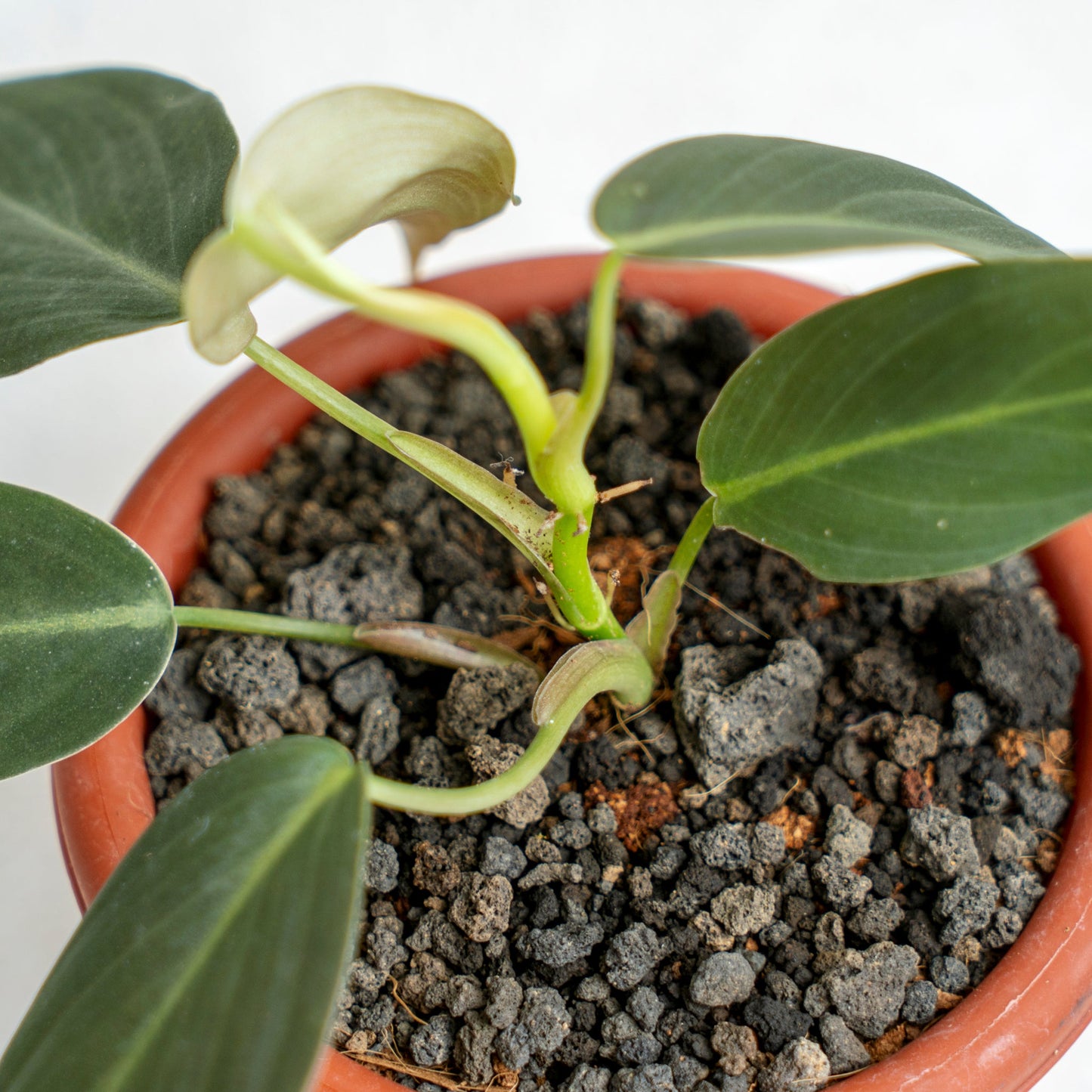 Philodendron Gigas