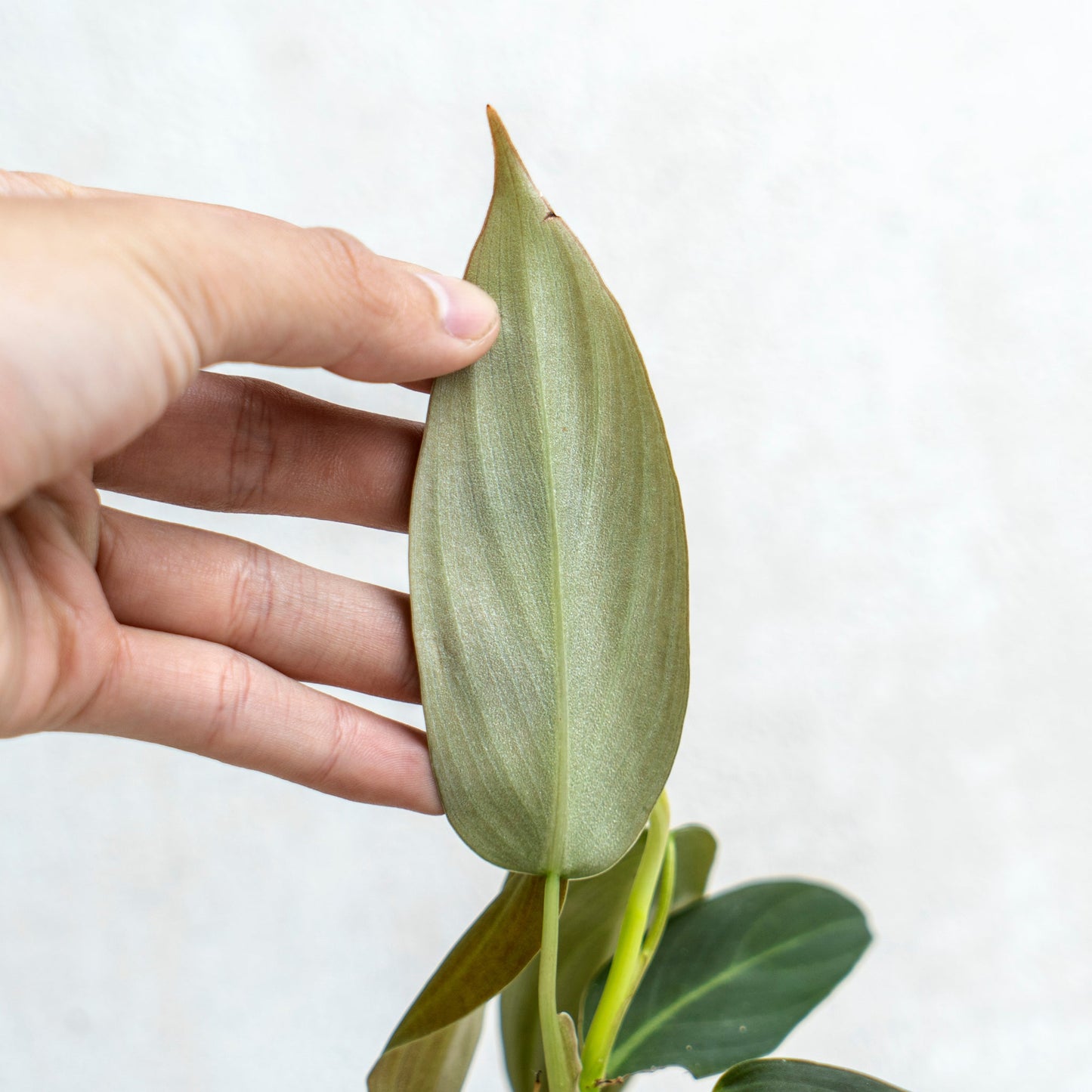 Philodendron Gigas