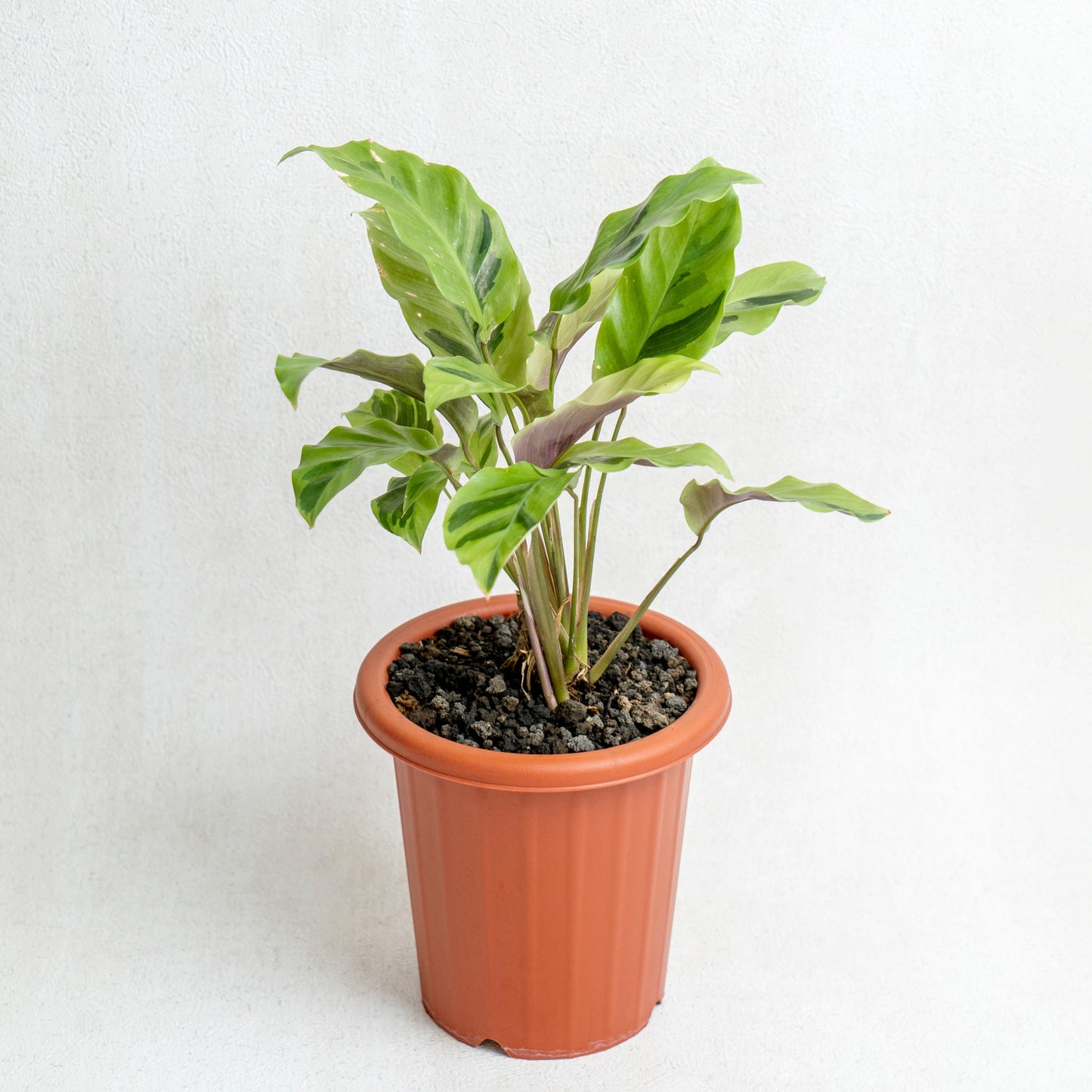 Calathea Yellow Fushion - Indonesian Rare Plants