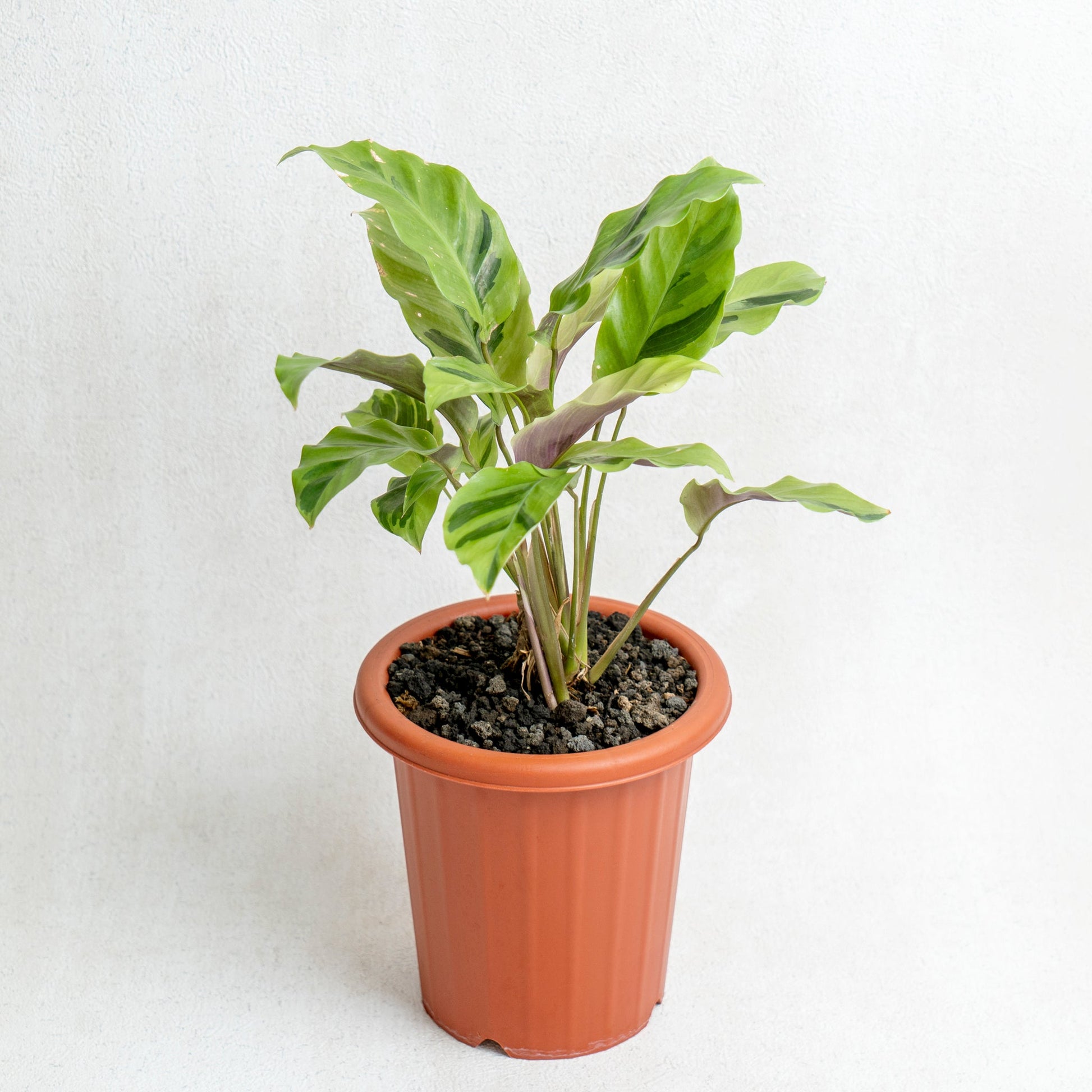 Calathea Yellow Fushion - Indonesian Rare Plants