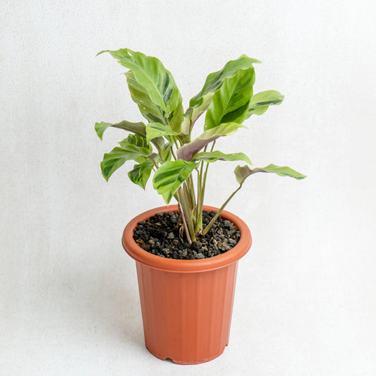 Calathea Yellow Fushion - Indonesian Rare Plants