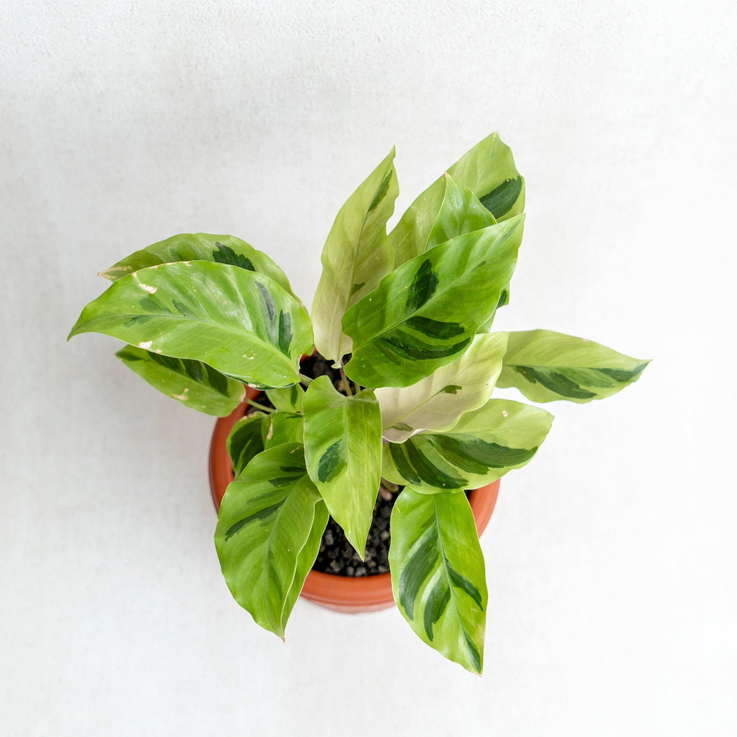 Calathea Yellow Fushion