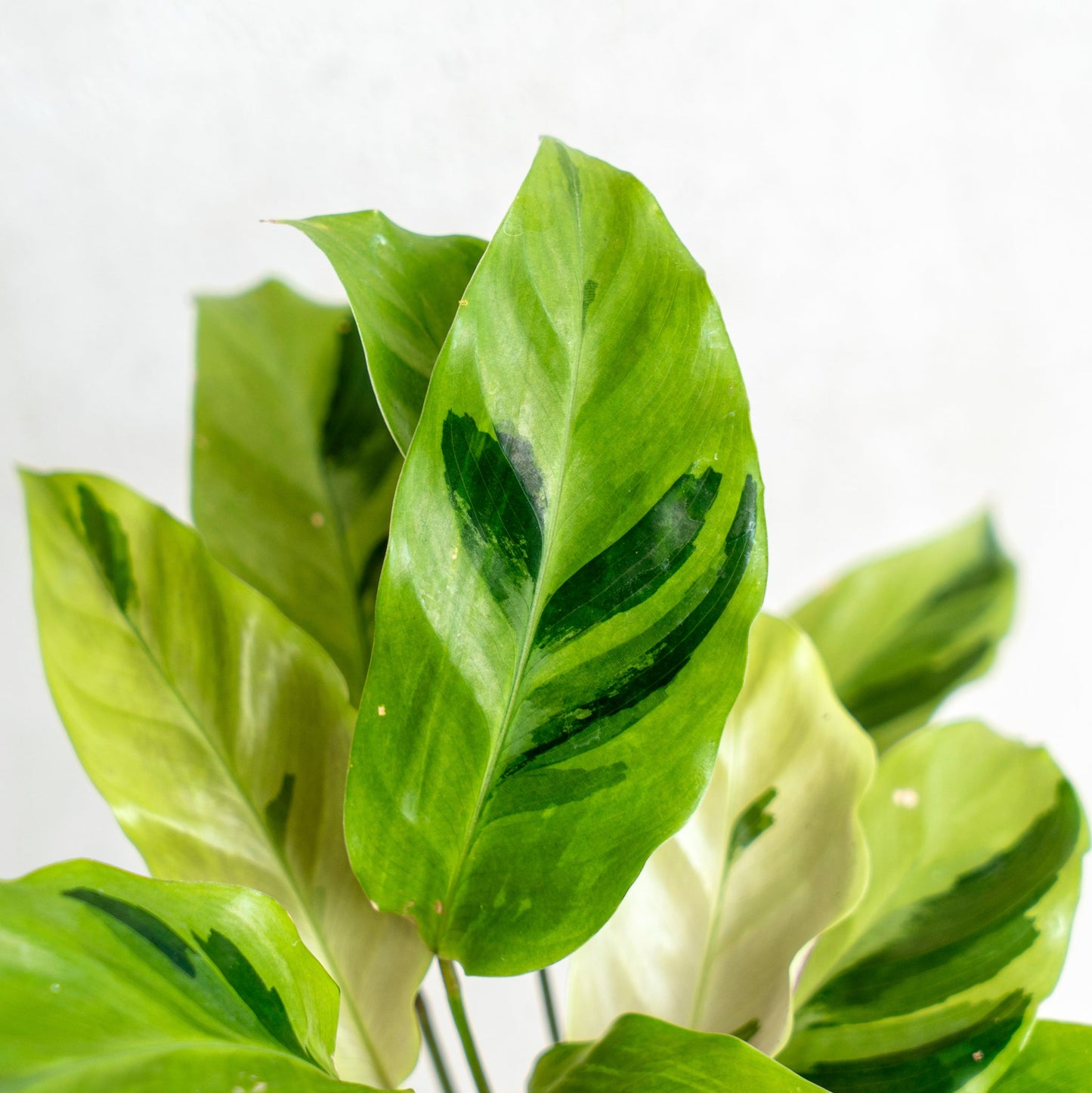 Calathea Yellow Fushion