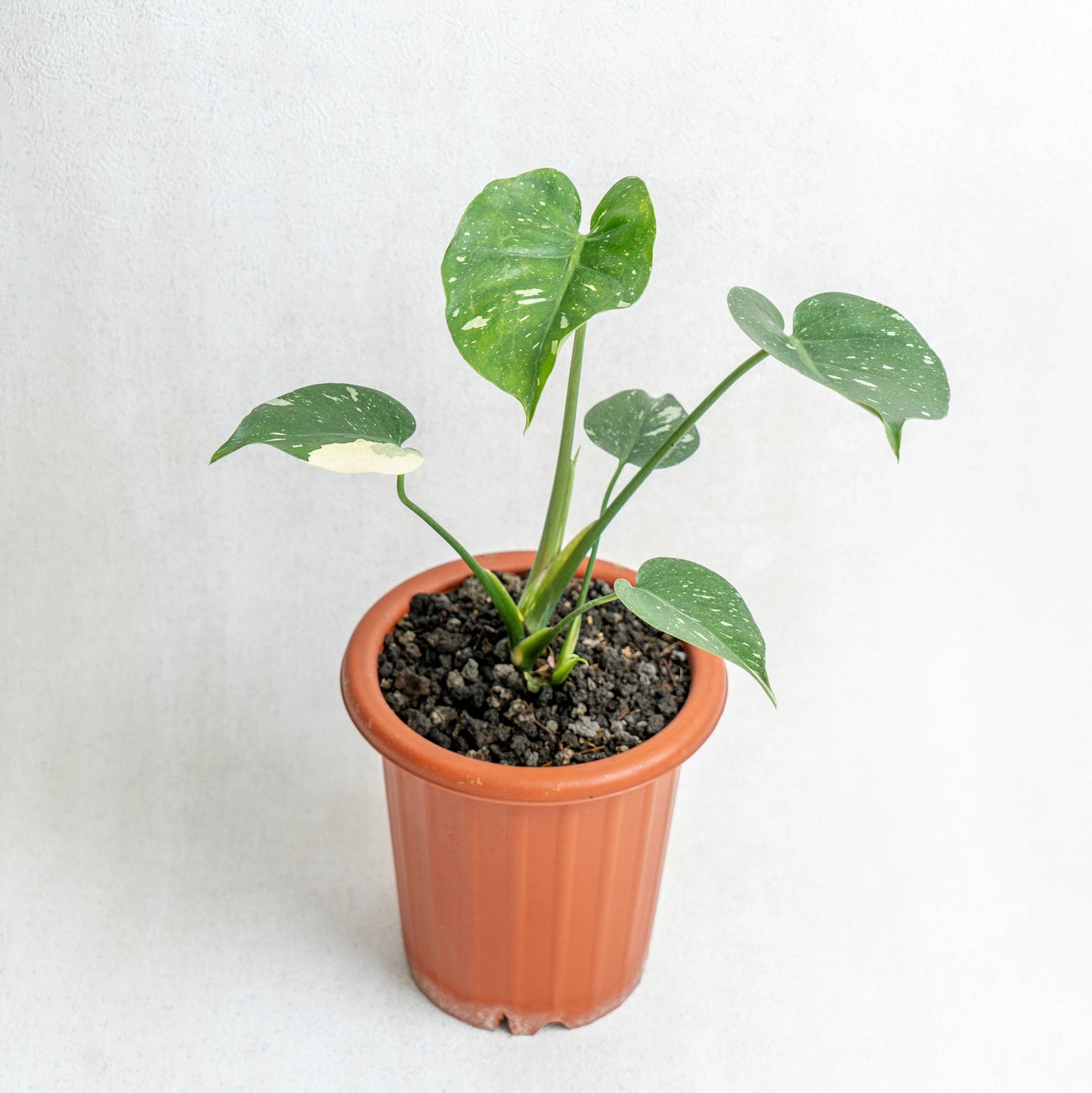 Monstera Thai Constellation - Indonesian Rare Plants