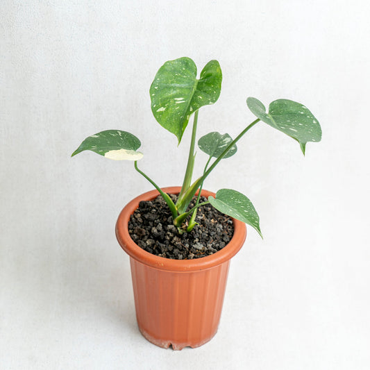 Monstera Thai Constellation - Indonesian Rare Plants