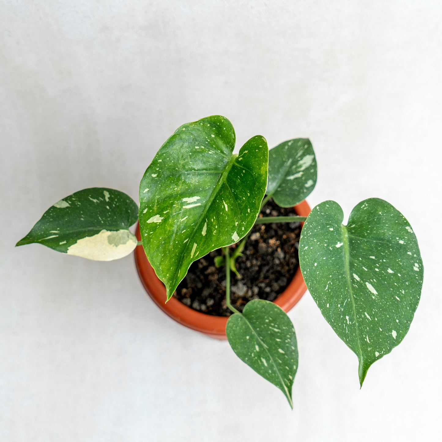 Monstera Thai Constellation