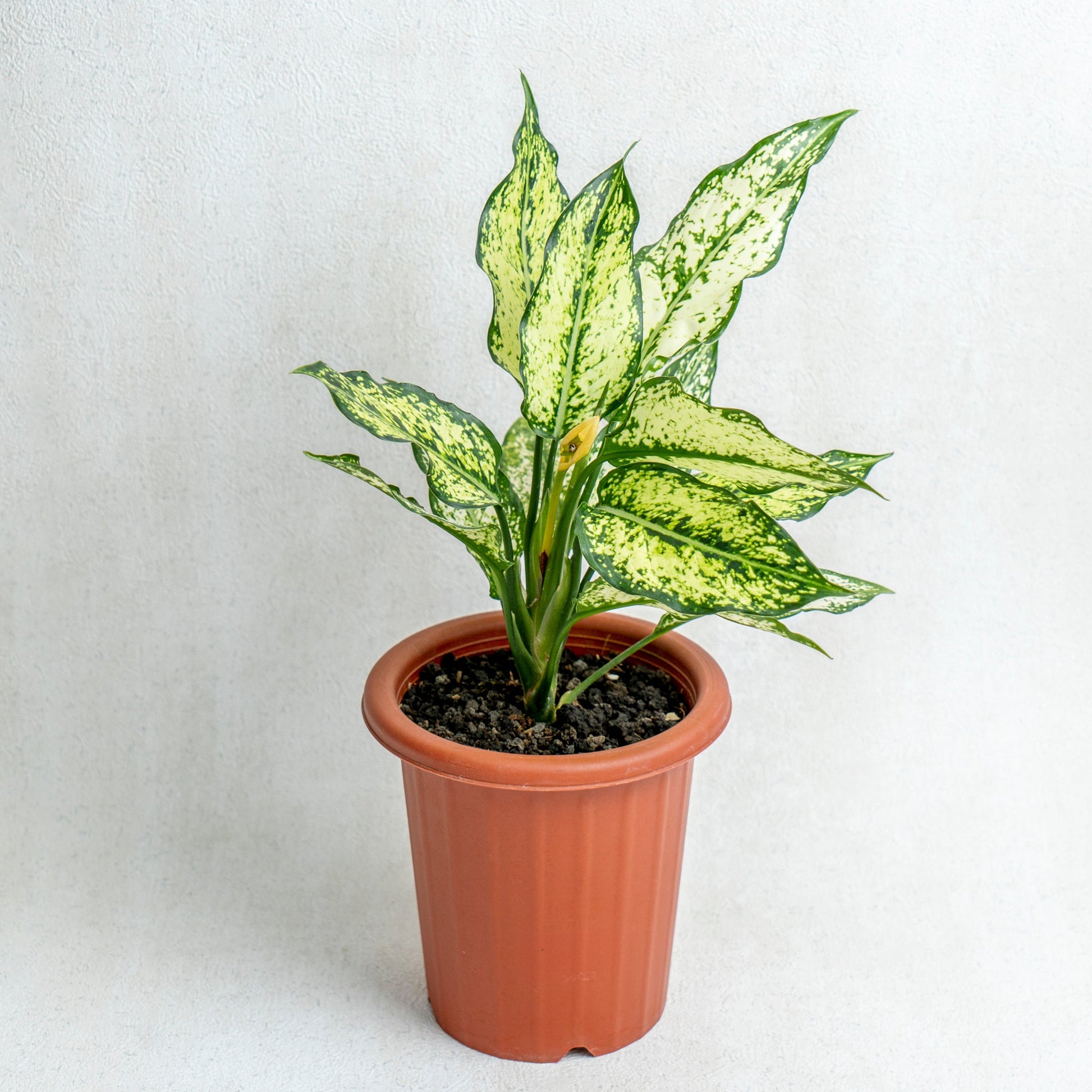 Aglaonema Snow White - Indonesian Rare Plants