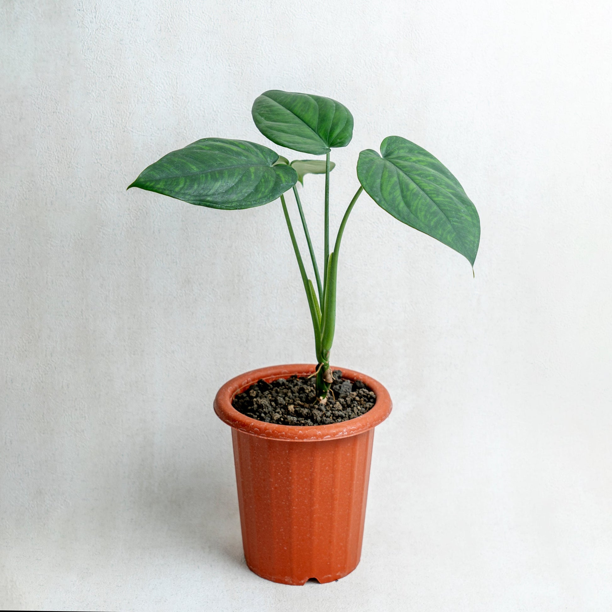 Syngonium Chiapense - Indonesian Rare Plants