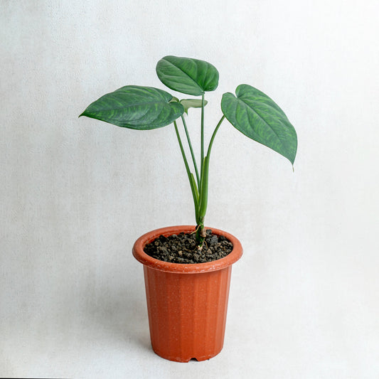 Syngonium Chiapense - Indonesian Rare Plants