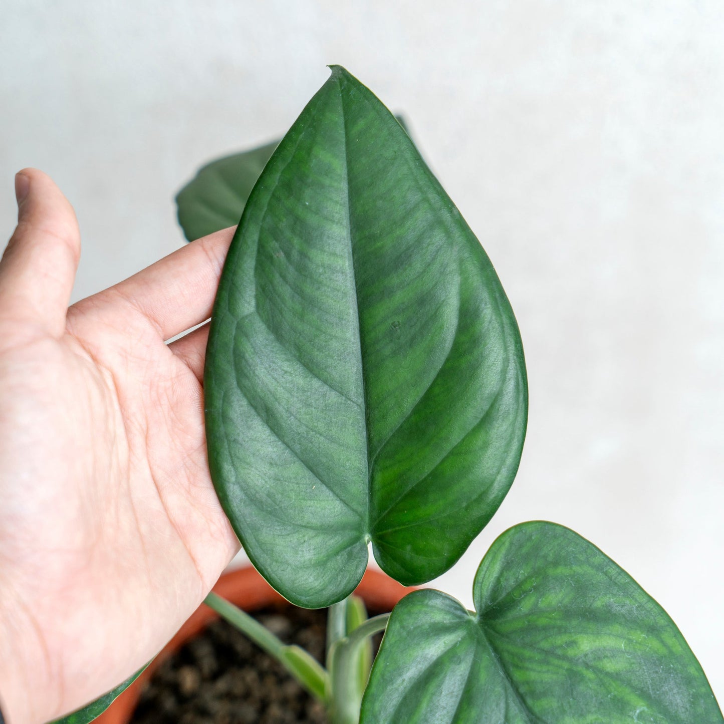 Syngonium Chiapense