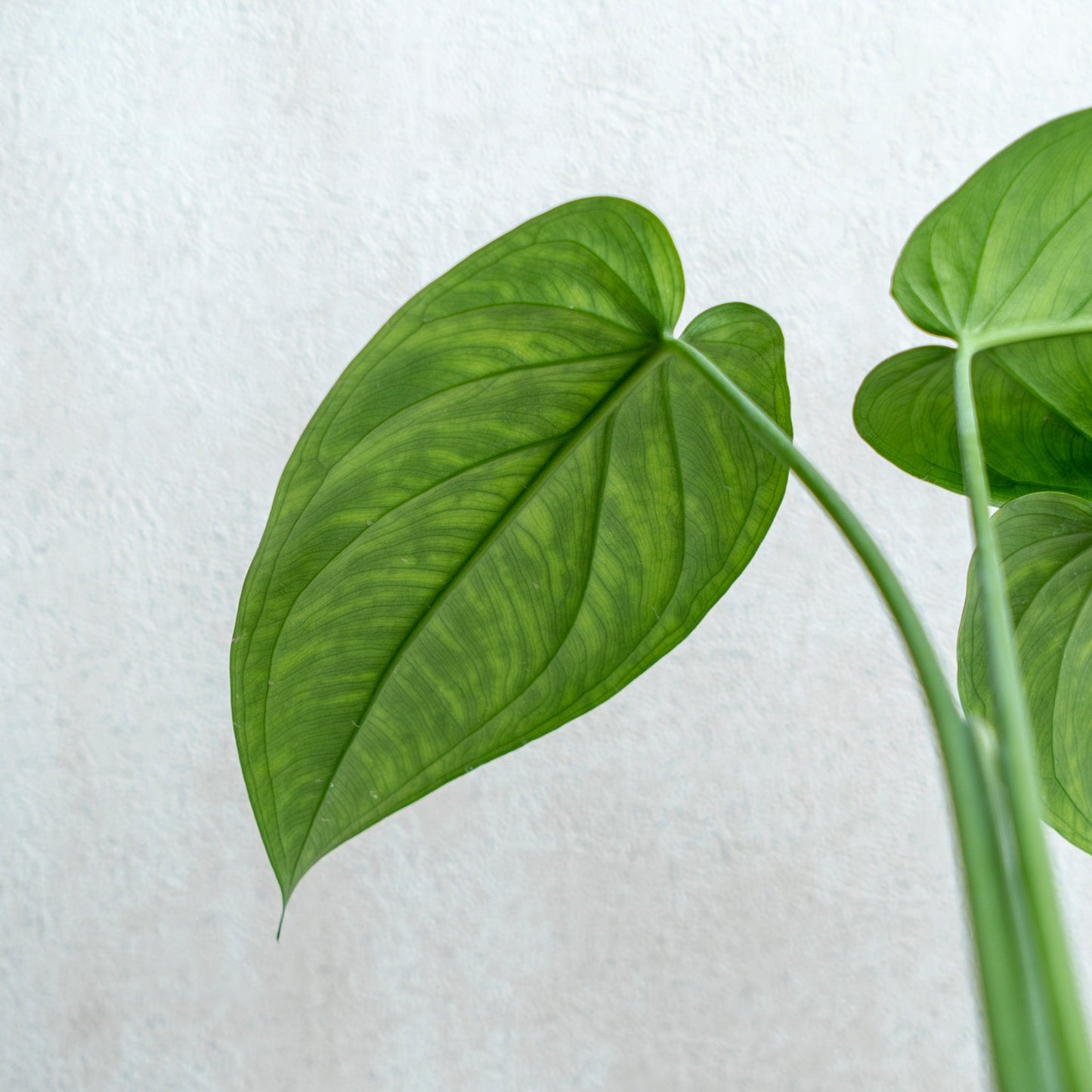 Syngonium Chiapense