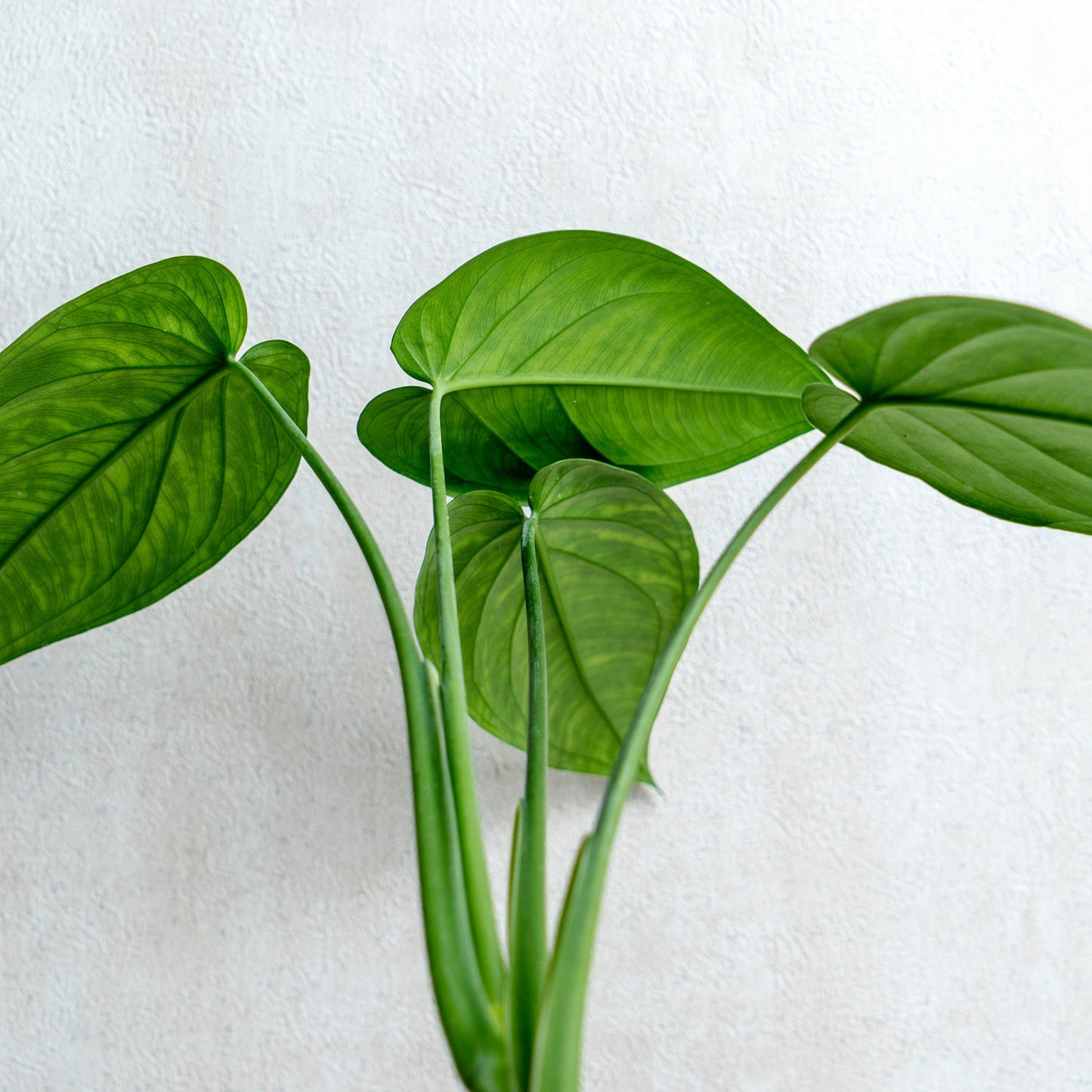 Syngonium Chiapense