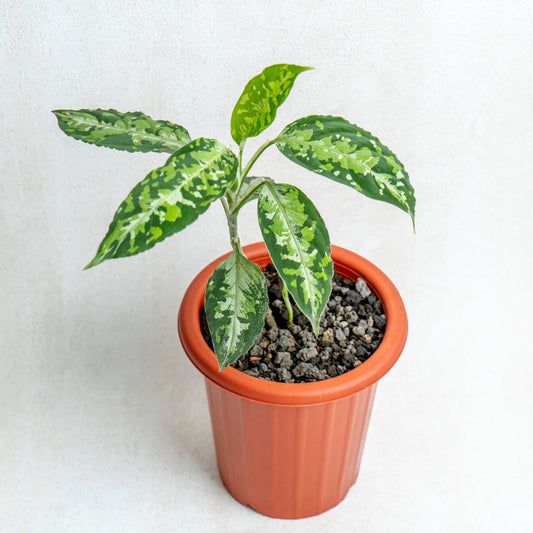 Aglaonema Pictum Tricolor - Indonesian Rare Plants