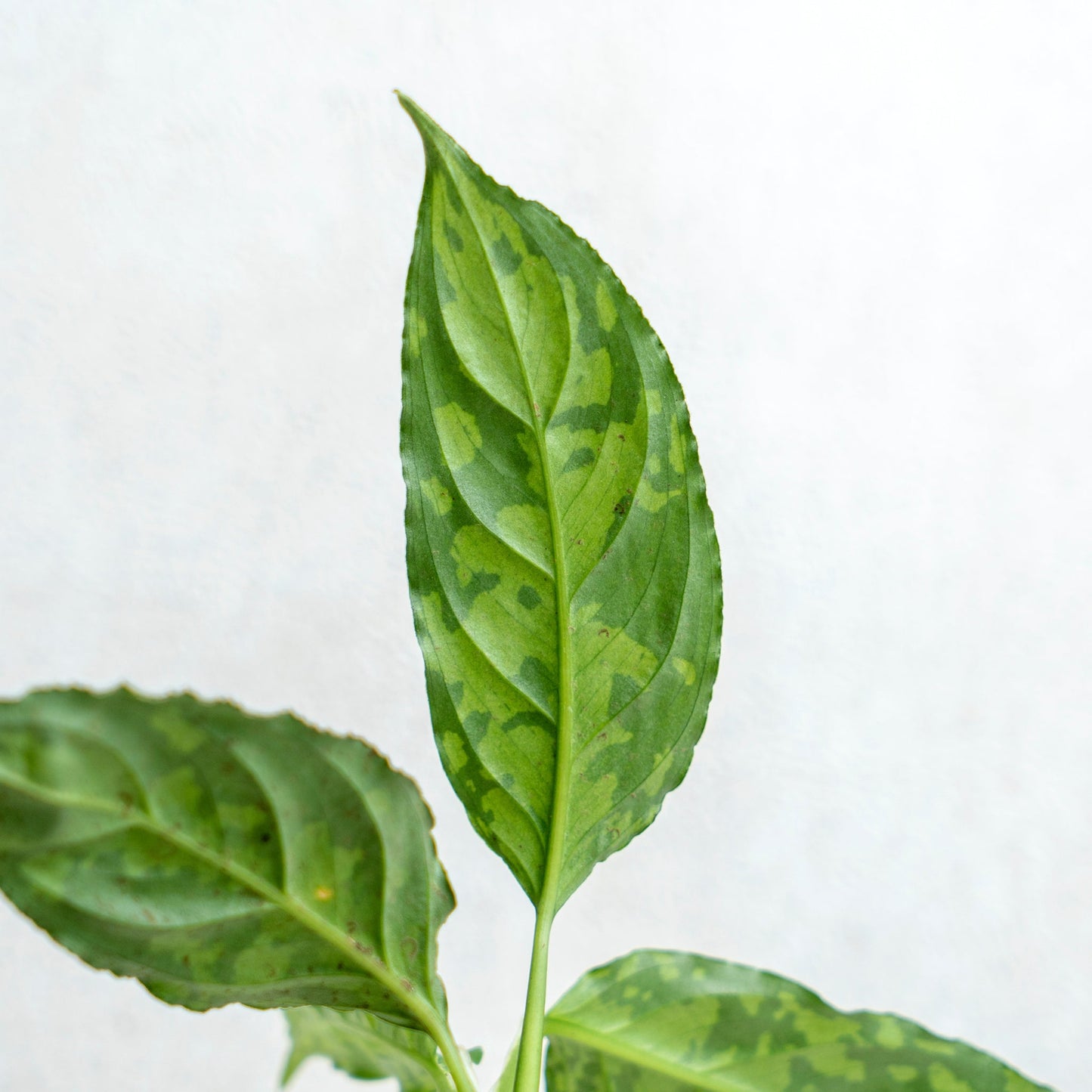 Aglaonema Pictum Tricolor